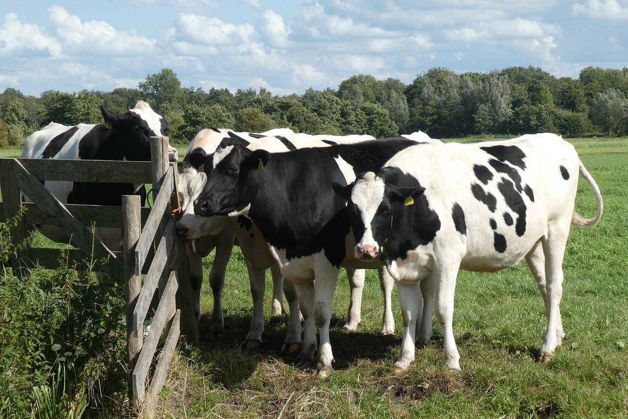 Jaki sprzęt jest najbardziej potrzebny przy hodowli krów?